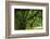 Canopy Road Panorama V-James McLoughlin-Framed Photographic Print