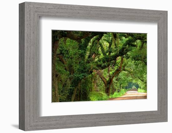 Canopy Road Panorama V-James McLoughlin-Framed Photographic Print