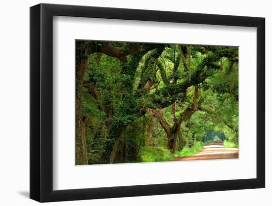 Canopy Road Panorama V-James McLoughlin-Framed Photographic Print