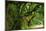 Canopy Road Panorama V-James McLoughlin-Mounted Photographic Print