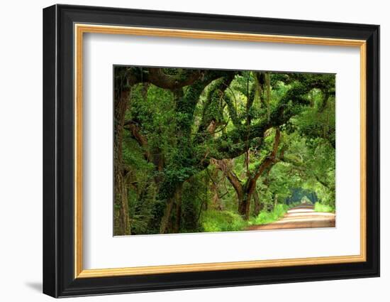 Canopy Road Panorama V-James McLoughlin-Framed Photographic Print