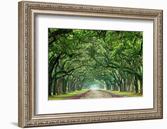 Canopy Road Panorama VI-James McLoughlin-Framed Photographic Print