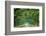 Canopy Road Panorama VI-James McLoughlin-Framed Photographic Print