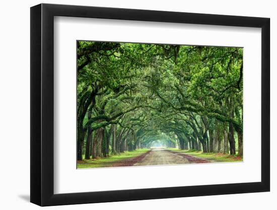 Canopy Road Panorama VI-James McLoughlin-Framed Photographic Print