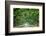 Canopy Road Panorama VI-James McLoughlin-Framed Photographic Print