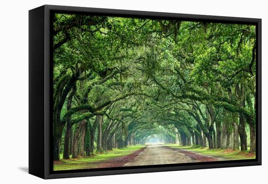 Canopy Road Panorama VI-James McLoughlin-Framed Premier Image Canvas