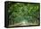 Canopy Road Panorama VI-James McLoughlin-Framed Premier Image Canvas