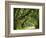 Canopy Road V-James McLoughlin-Framed Photographic Print