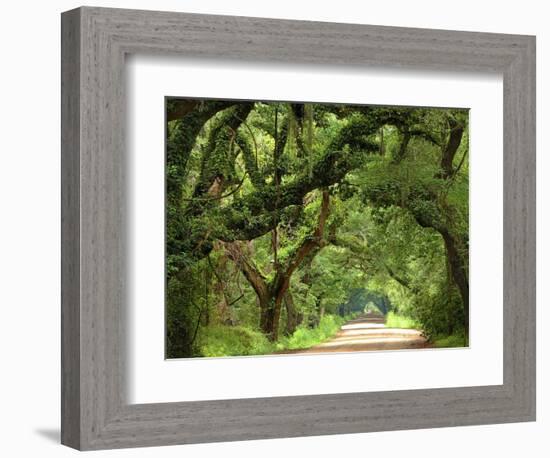 Canopy Road V-James McLoughlin-Framed Photographic Print