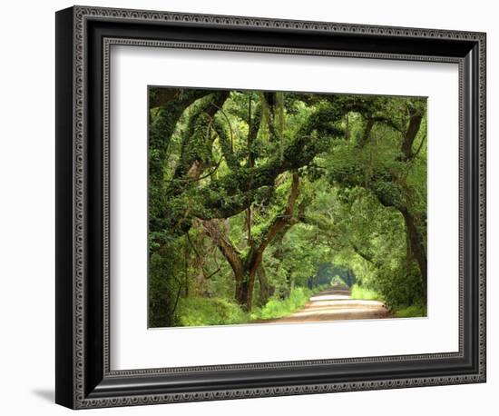 Canopy Road V-James McLoughlin-Framed Photographic Print