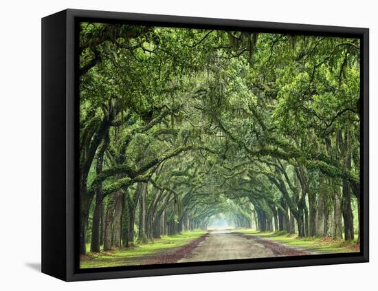 Canopy Road VI-James McLoughlin-Framed Premier Image Canvas