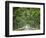 Canopy Road VI-James McLoughlin-Framed Photographic Print