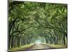 Canopy Road VI-James McLoughlin-Mounted Photographic Print