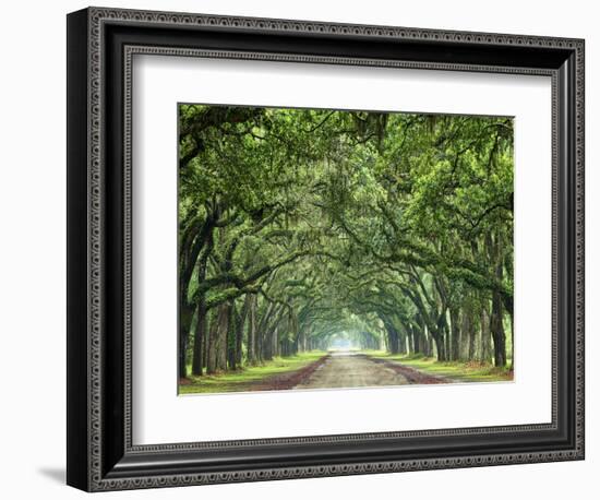 Canopy Road VI-James McLoughlin-Framed Photographic Print