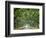 Canopy Road VI-James McLoughlin-Framed Photographic Print