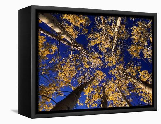 Canopy View-Art Wolfe-Framed Premier Image Canvas