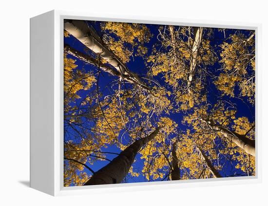 Canopy View-Art Wolfe-Framed Premier Image Canvas