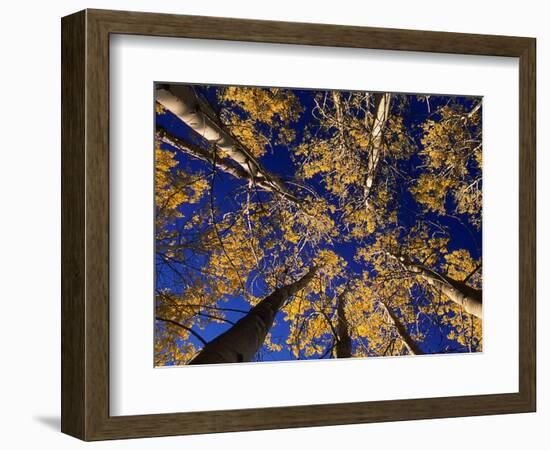 Canopy View-Art Wolfe-Framed Photographic Print