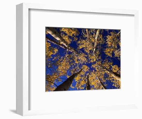 Canopy View-Art Wolfe-Framed Photographic Print