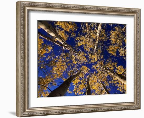 Canopy View-Art Wolfe-Framed Photographic Print