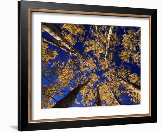 Canopy View-Art Wolfe-Framed Photographic Print