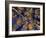 Canopy View-Art Wolfe-Framed Photographic Print