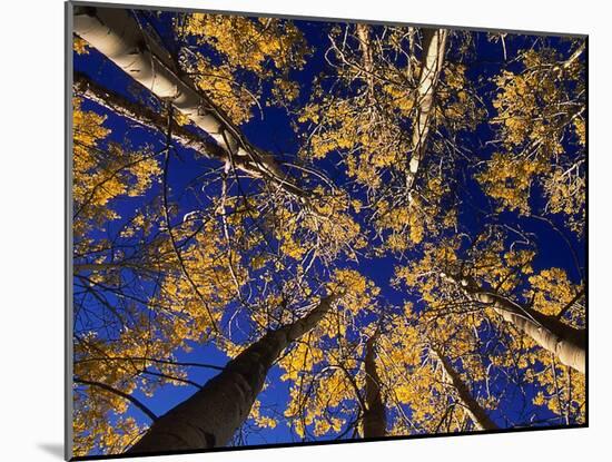 Canopy View-Art Wolfe-Mounted Photographic Print