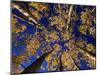 Canopy View-Art Wolfe-Mounted Photographic Print