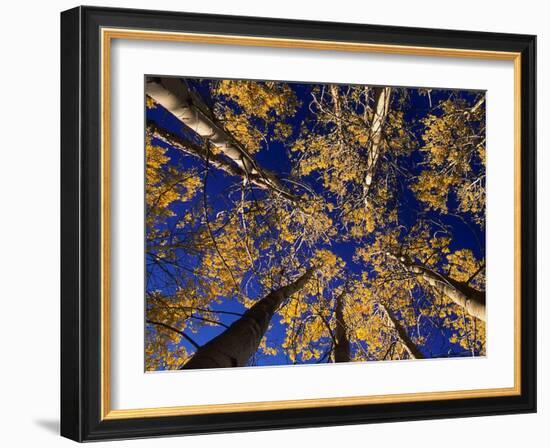 Canopy View-Art Wolfe-Framed Photographic Print