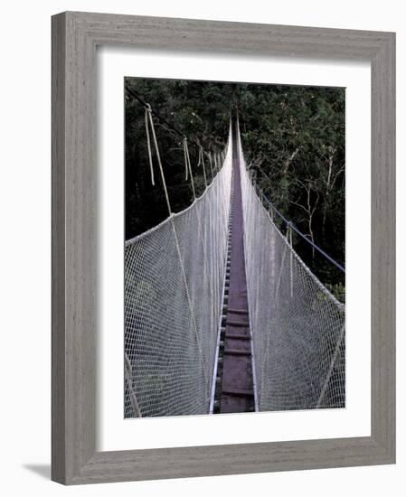Canopy Walkway in the Peruvian Rainforest, Sucusari River Region, Peru-Gavriel Jecan-Framed Photographic Print