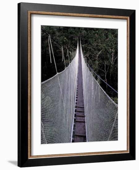 Canopy Walkway in the Peruvian Rainforest, Sucusari River Region, Peru-Gavriel Jecan-Framed Photographic Print