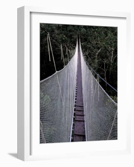 Canopy Walkway in the Peruvian Rainforest, Sucusari River Region, Peru-Gavriel Jecan-Framed Photographic Print