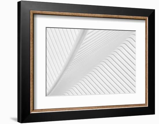 Canopy-Greetje Van Son-Framed Photographic Print