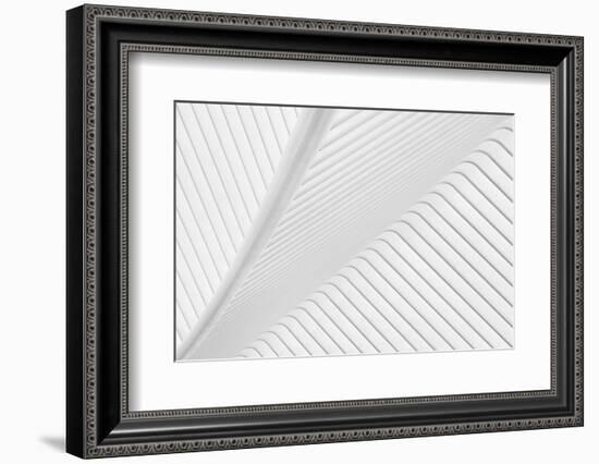 Canopy-Greetje Van Son-Framed Photographic Print