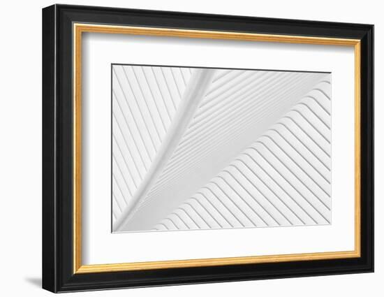 Canopy-Greetje Van Son-Framed Photographic Print