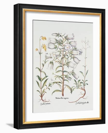 Canterbury Bell, German, 18th Century-null-Framed Giclee Print