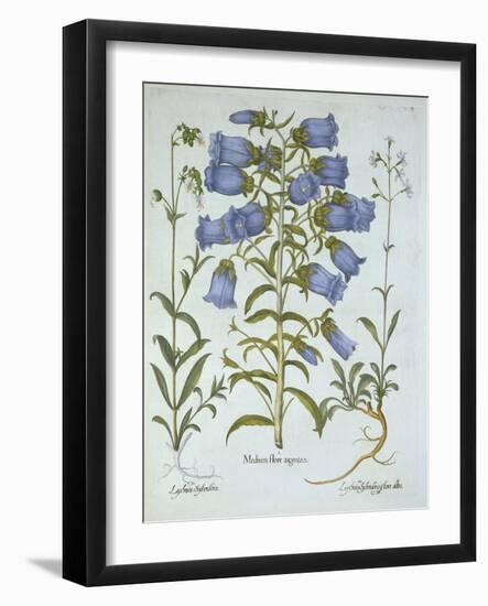 Canterbury Bells, White Bladder Campion, Nottingham Catchfly, from 'Hortus Eystettensis', by Basil-German School-Framed Giclee Print