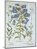 Canterbury Bells, White Bladder Campion, Nottingham Catchfly, from 'Hortus Eystettensis', by Basil-German School-Mounted Giclee Print