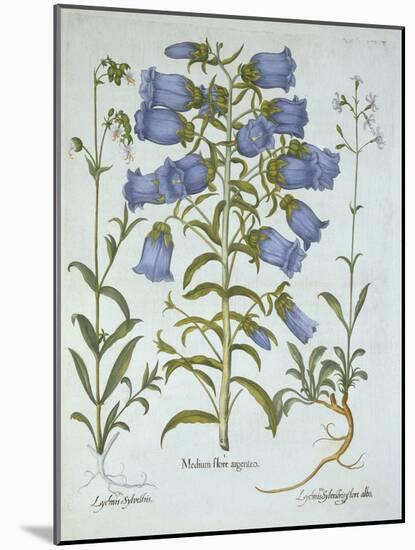 Canterbury Bells, White Bladder Campion, Nottingham Catchfly, from 'Hortus Eystettensis', by Basil-German School-Mounted Giclee Print