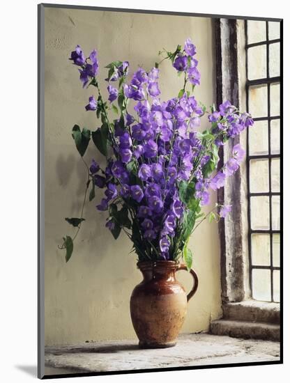 Canterbury Bells-Clay Perry-Mounted Photographic Print
