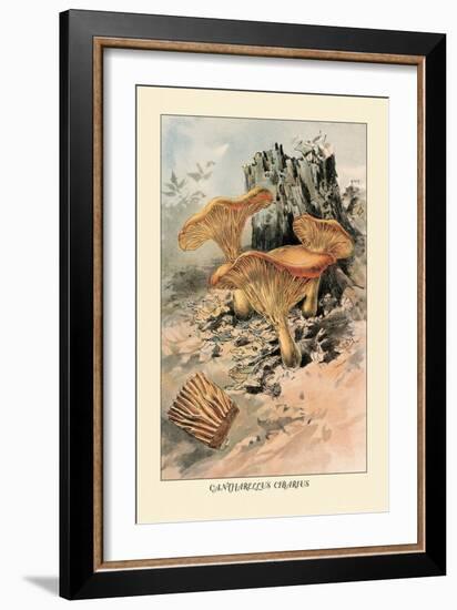 Canthareius Cibarius-William Hamilton Gibson-Framed Art Print