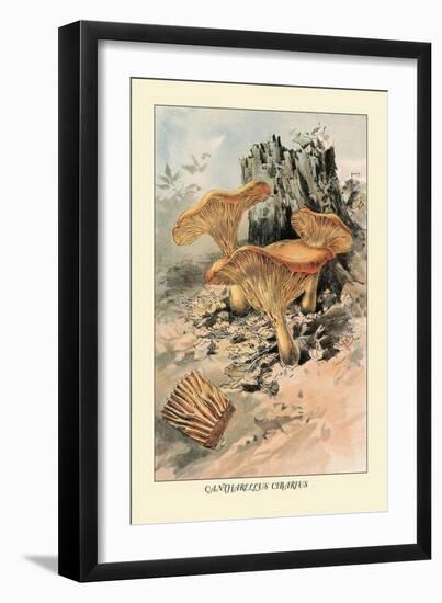 Canthareius Cibarius-William Hamilton Gibson-Framed Art Print