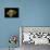 Cantharellus Cibarius (Chanterelle, Egg Mushroom)-Paul Starosta-Framed Premier Image Canvas displayed on a wall