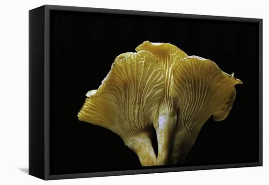 Cantharellus Cibarius (Chanterelle, Egg Mushroom)-Paul Starosta-Framed Premier Image Canvas