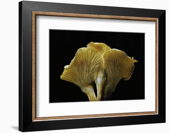 Cantharellus Cibarius (Chanterelle, Egg Mushroom)-Paul Starosta-Framed Photographic Print