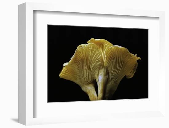 Cantharellus Cibarius (Chanterelle, Egg Mushroom)-Paul Starosta-Framed Photographic Print