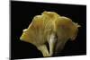 Cantharellus Cibarius (Chanterelle, Egg Mushroom)-Paul Starosta-Mounted Photographic Print