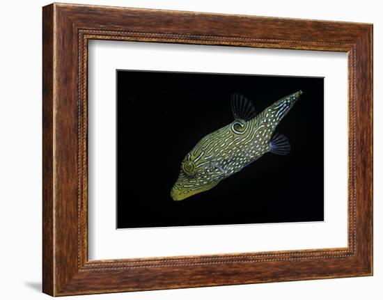 Canthigaster Sp. (Toby, Sharpnose Puffer)-Paul Starosta-Framed Photographic Print