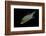 Canthigaster Sp. (Toby, Sharpnose Puffer)-Paul Starosta-Framed Photographic Print