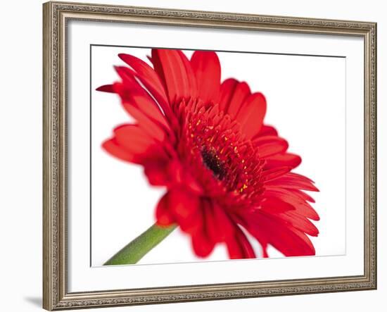 Canto-Joseph Eta-Framed Giclee Print